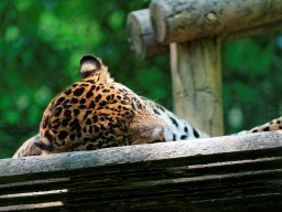 animaux_21_20120616_1601329997