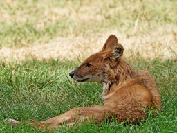 animaux_22_20120616_1798571762