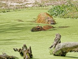 animaux_23_20120616_1149663455