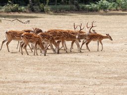animaux_24_20120616_1239408274