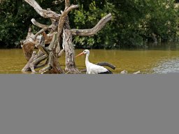 animaux_25_20120616_1550505223