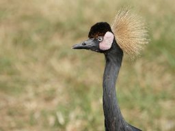 animaux_26_20120616_1567551335