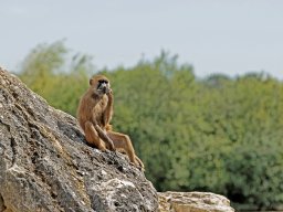 animaux_27_20120616_1596679697