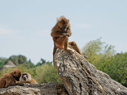 animaux_28_20120616_1064981923