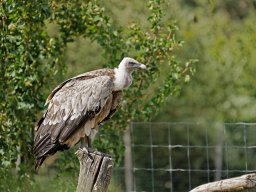 animaux_29_20120616_1558984915