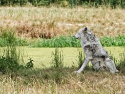 animaux_30_20120616_1436727387