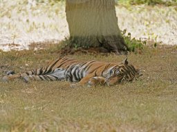 animaux_31_20120616_1122016339
