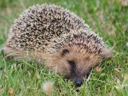 animaux_32_20120616_1600605936