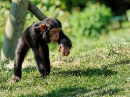 animaux_33_20120616_1095494115