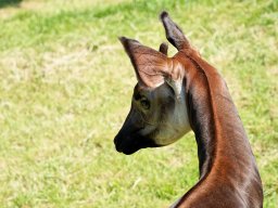 animaux_34_20120616_1105635003