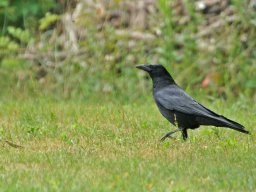 animaux_35_20120616_1946539988