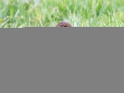 animaux_36_20120616_1326401726