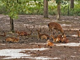 animaux_37_20120616_1055327198