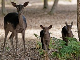 animaux_38_20120616_1102460482