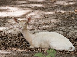 animaux_39_20120616_1764921896
