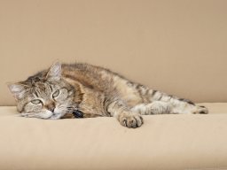 animaux_40_20120616_1383937641