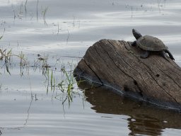 cistude_1_20120805_1459783685