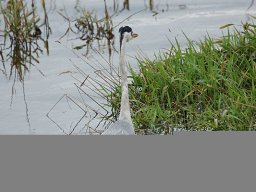 parc_de_la_brenne_1_20120805_1307663663