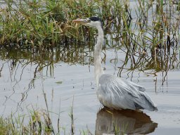 parc_de_la_brenne_2_20120805_1984215846