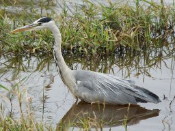 parc_de_la_brenne_3_20120805_1506182493